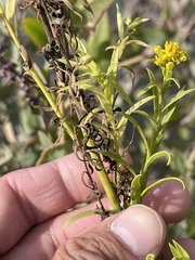 Euthamia occidentalis