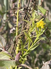 Euthamia occidentalis