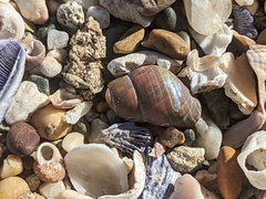 Phasianotrochus eximius