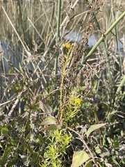 Euthamia occidentalis