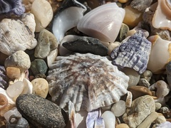 Siphonaria denticulata