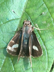 Thespieus macareus
