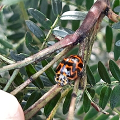 Cleobora mellyi