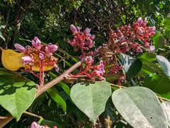 Averrhoa carambola