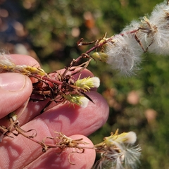 Symphyotrichum ciliatum