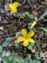 Oxalis dumetorum
