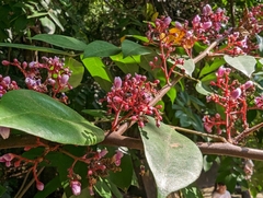 Averrhoa carambola