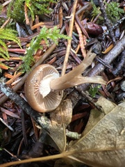 Psathyrella longistriata