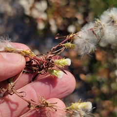 Symphyotrichum ciliatum
