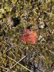 Drosera aberrans