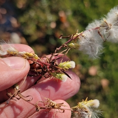 Symphyotrichum ciliatum
