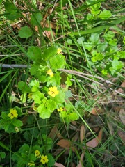 Goodenia hederacea
