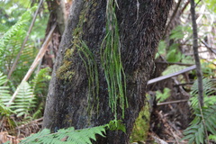 Psilotum complanatum
