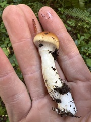 Phlegmacium variosimile