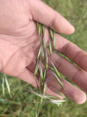 Avena barbata