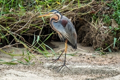 Ardea purpurea manilensis