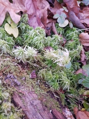 Sphagnum squarrosum