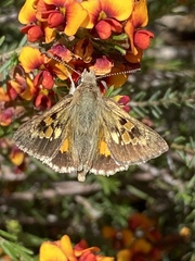 Hesperilla donnysa