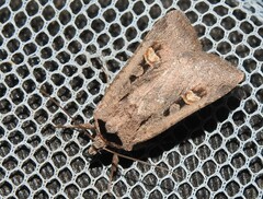 Adelphagrotis indeterminata