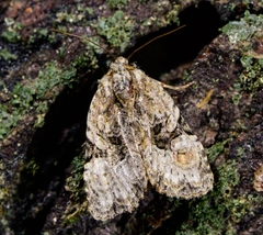 Oligia modica