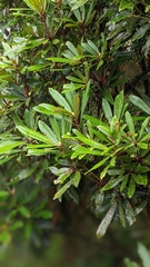 Rhododendron formosanum