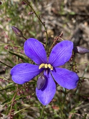 Cheiranthera linearis
