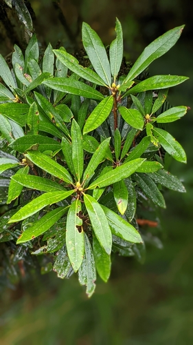 Image of Rhododendron formosanum by (c) 許文俊, some rights reserved (CC BY-SA)