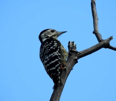 Yungipicus canicapillus