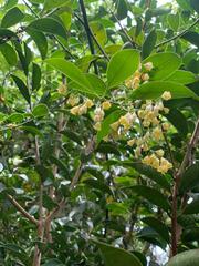 Osmanthus fragrans