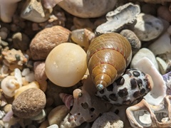 Phasianotrochus eximius