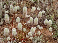 Ptilotus nobilis