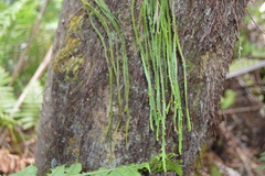 Psilotum complanatum