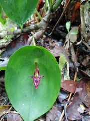 Pleurothallis