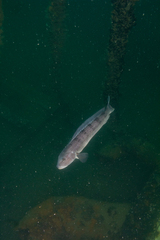 Pseudopercis semifasciata