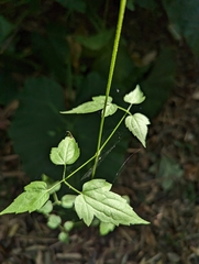 Clematis grata