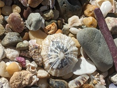 Scutellastra peronii