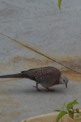 Streptopelia chinensis