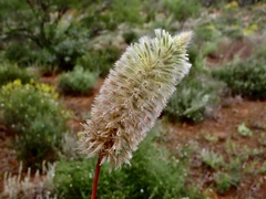 Ptilotus nobilis