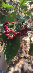 Psychotria carthagenensis