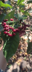 Psychotria carthagenensis