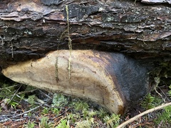 Fomitiporia punctata