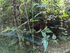 Clematis grata