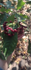 Psychotria carthagenensis