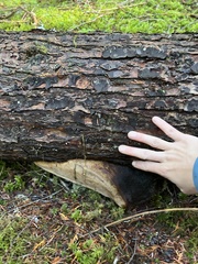 Fomitiporia punctata