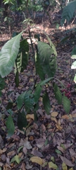Psychotria carthagenensis