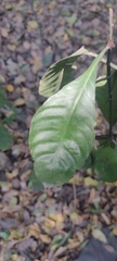 Psychotria carthagenensis