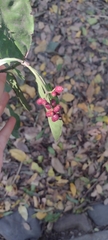 Psychotria carthagenensis