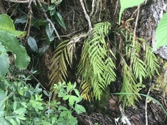 Asplenium flaccidum