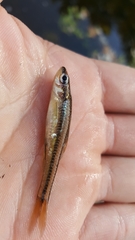 Notropis heterolepis