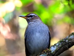 Turdus feae